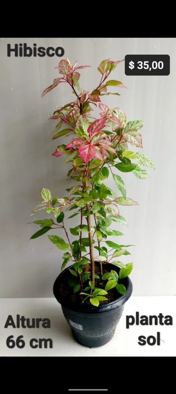 Planta Hibisco, abacaxi roxo