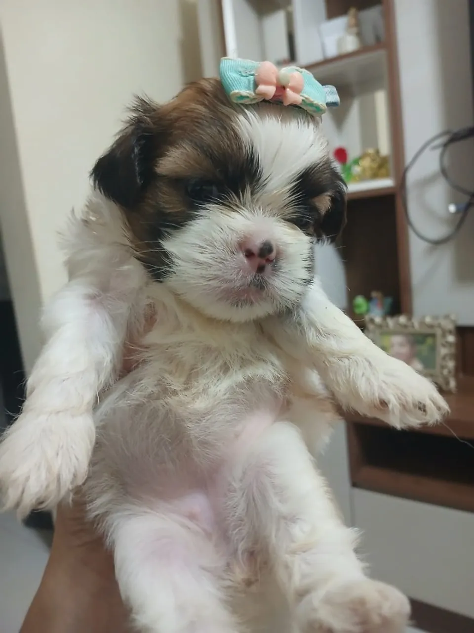 Filhite de shih tzu 