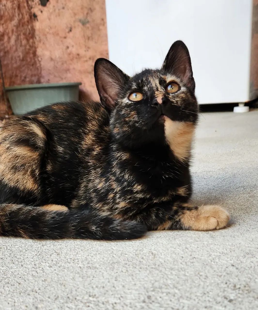 Gata filhote para adoção. - Foto 3