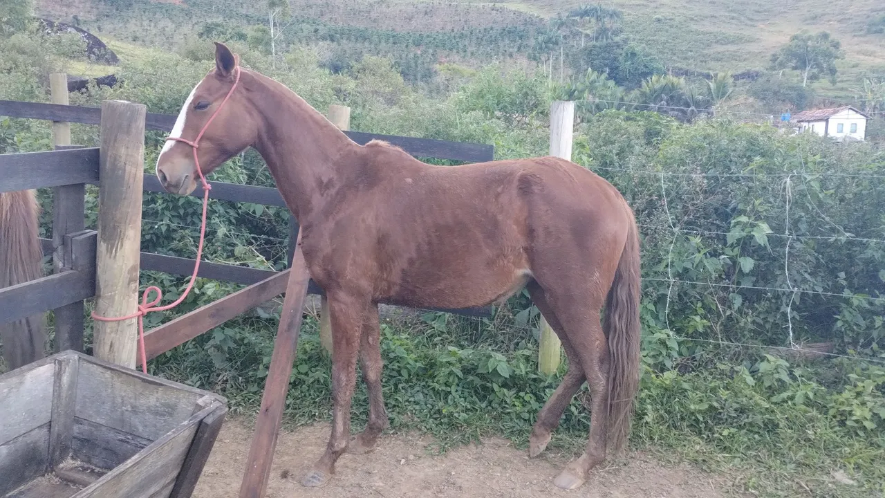 Potra Mangalarga Larga Marchador