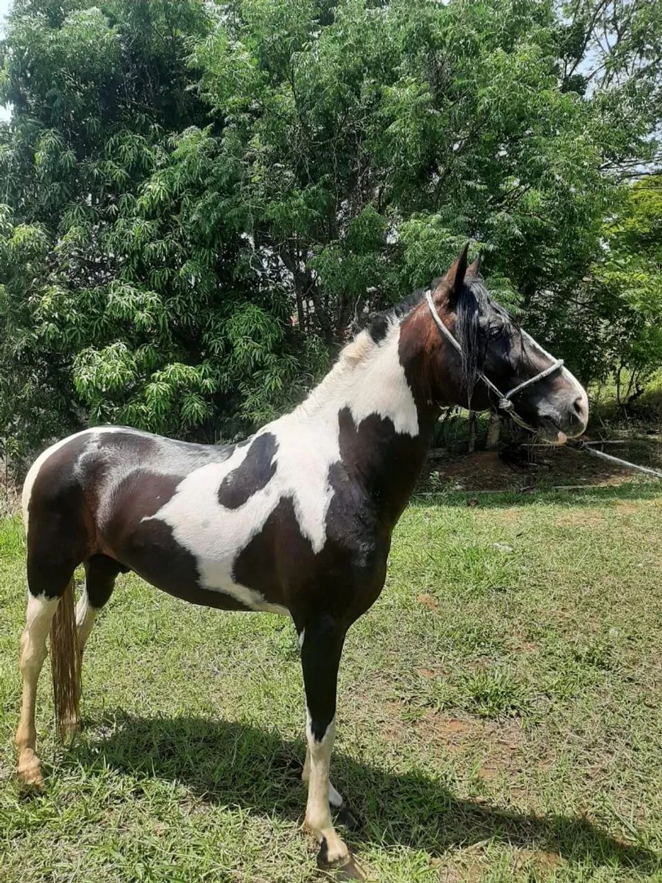 Cavalo pampa garanhão  - Foto 4