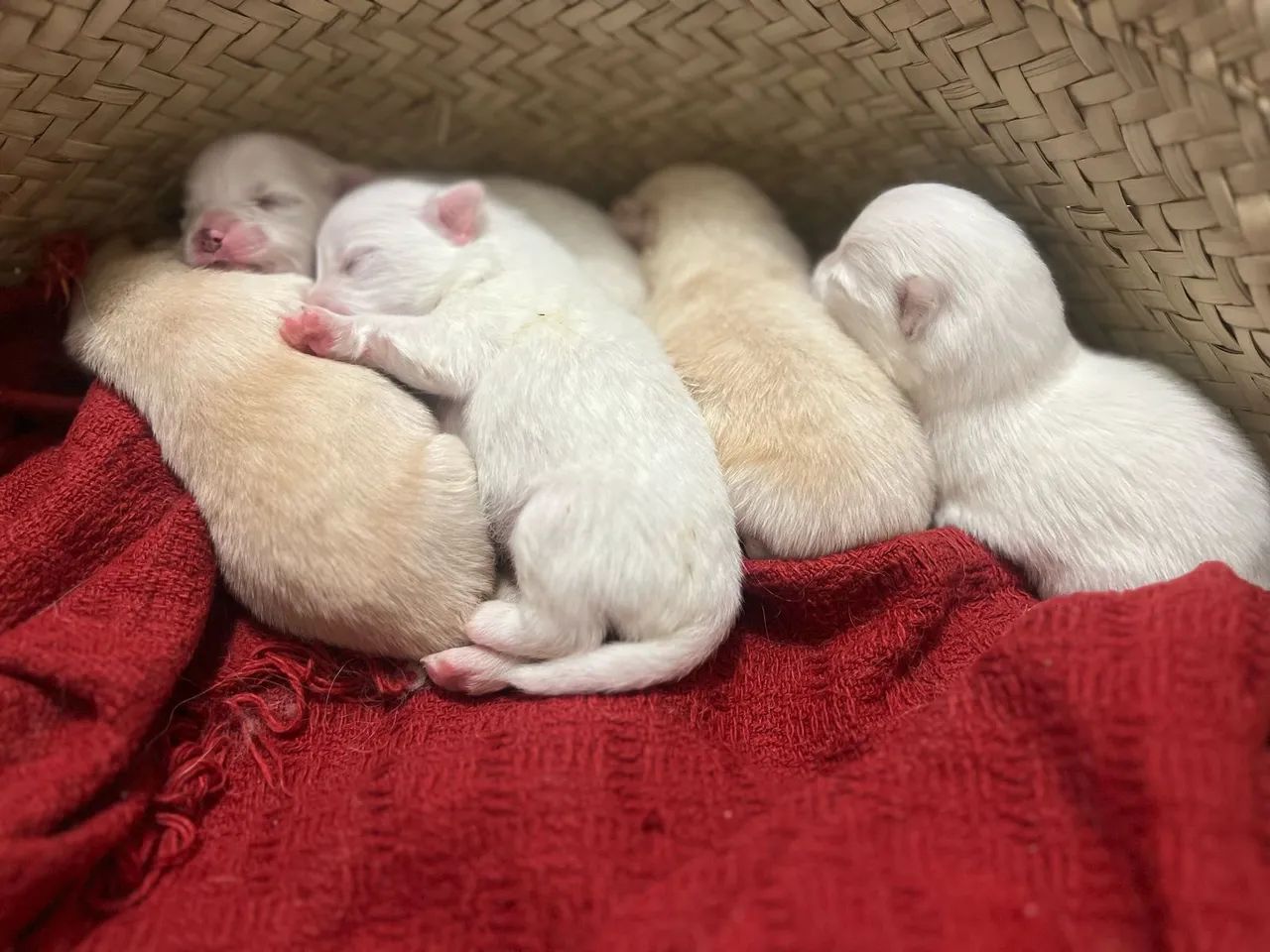 Filhote de Spitz Alemão - Foto 4