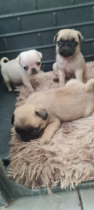 Filhotes de Pug! - Foto 3