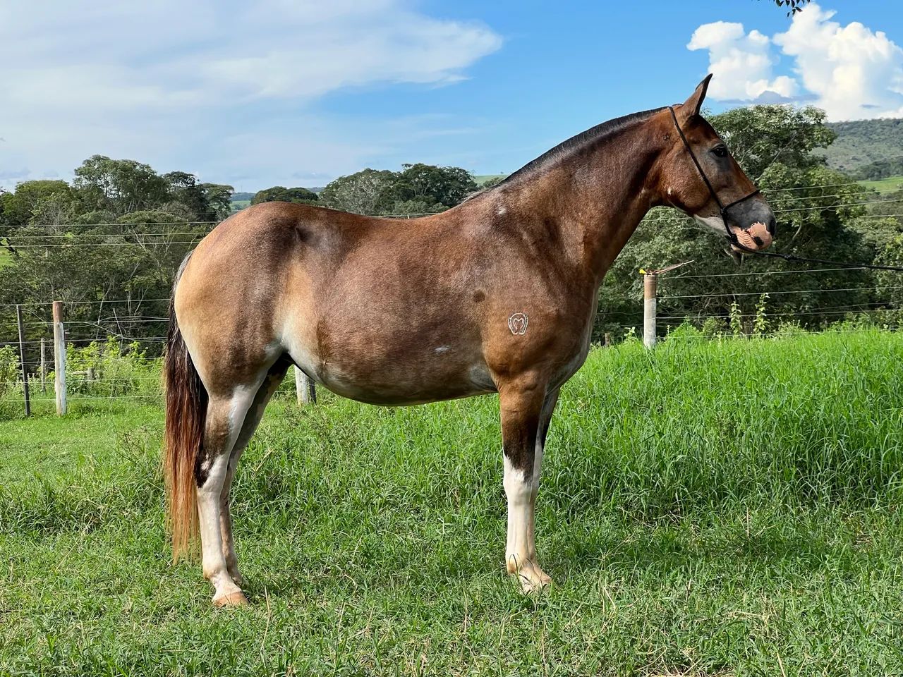 Égua mangalarga marchador - marcha picada  - Foto 2