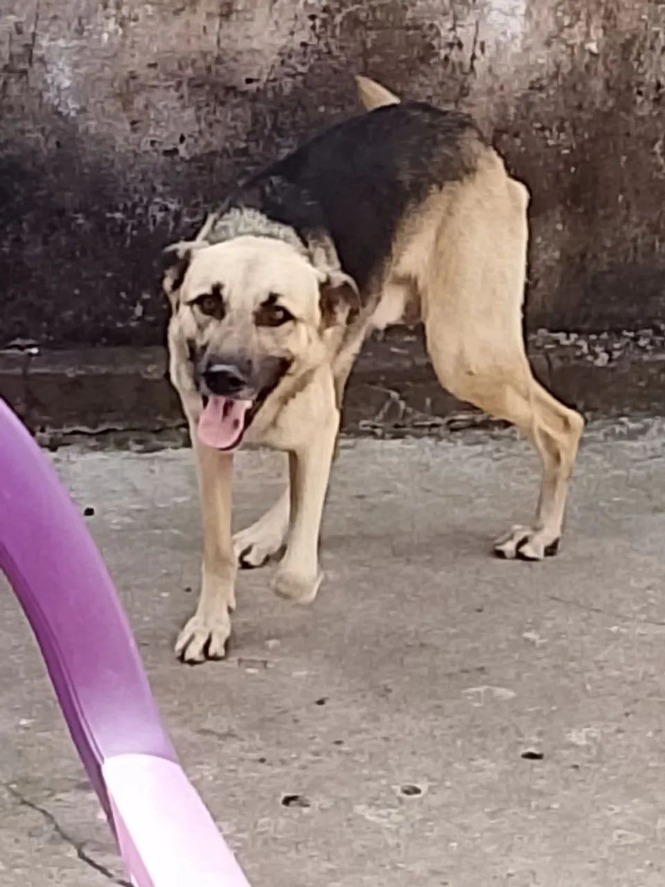 Vende cachorro pastor alemão 2 anos  - Foto 2
