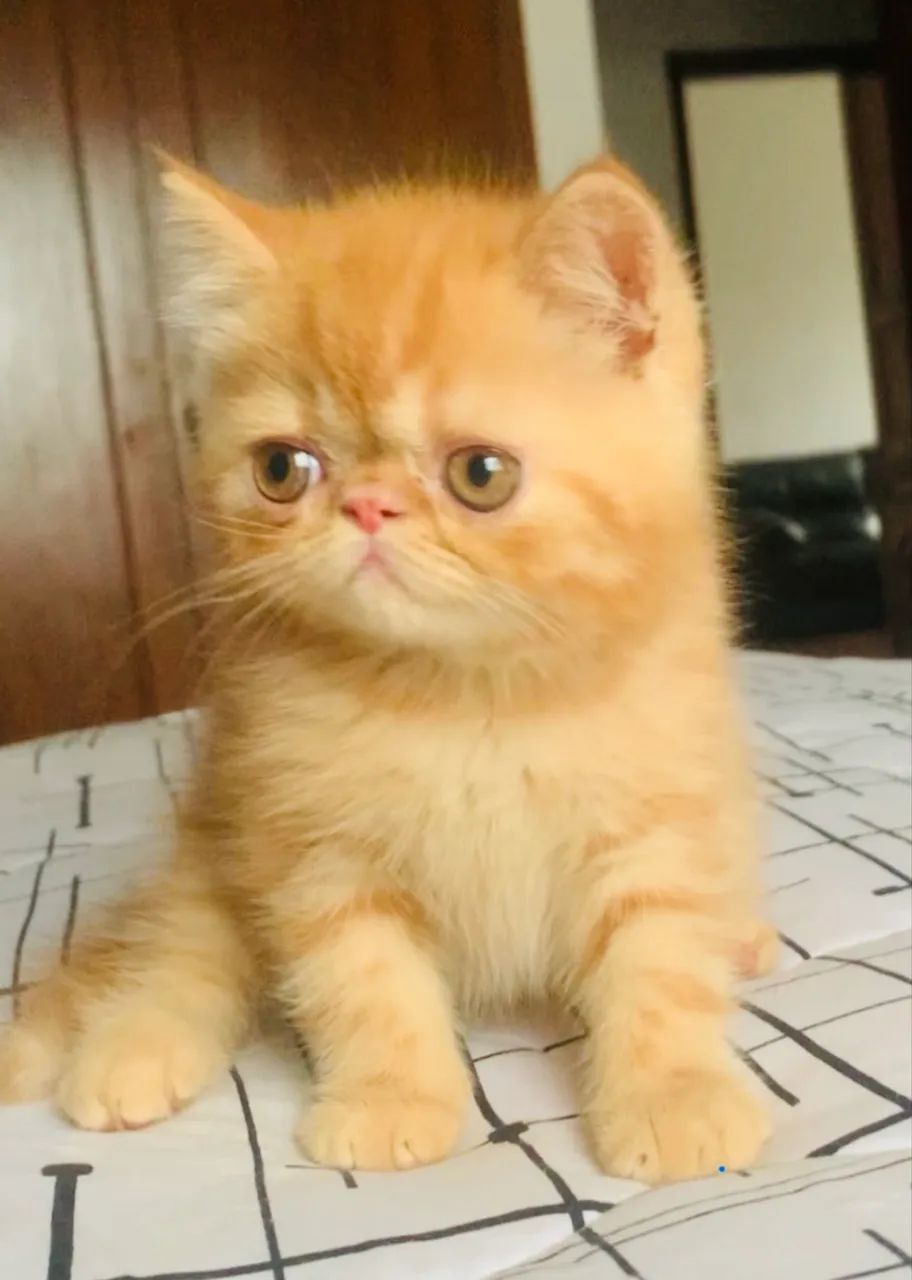 Filhote gato persa exótico show laranja  - Foto 3