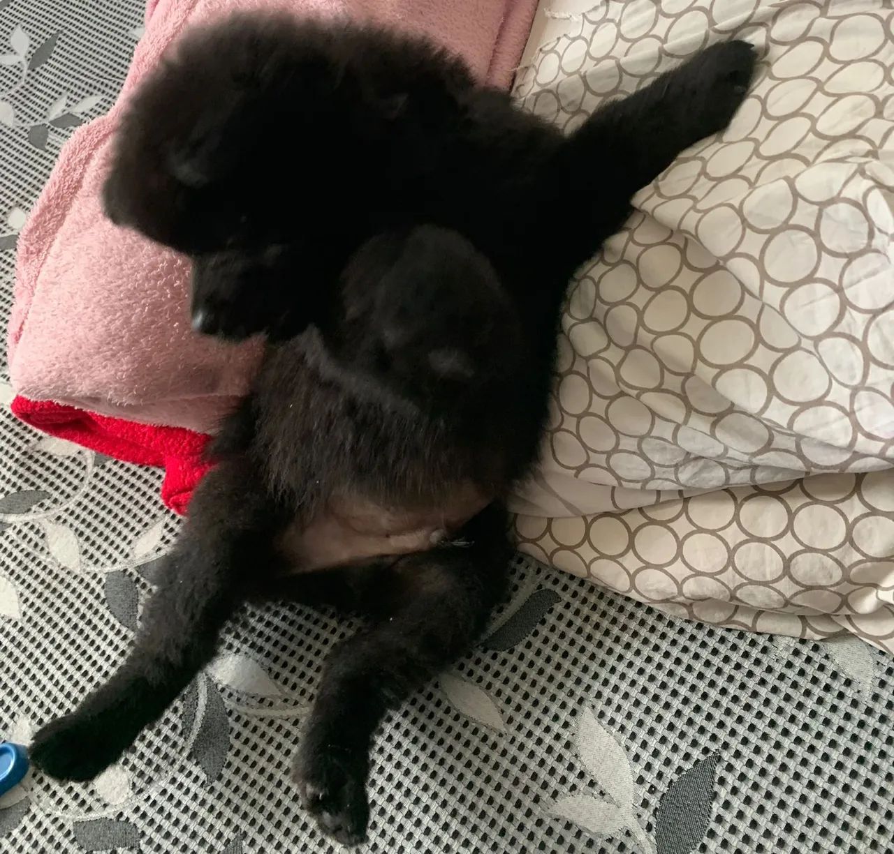 Filhote Chow-Chow Macho - Pelúcia Negra - Foto 2
