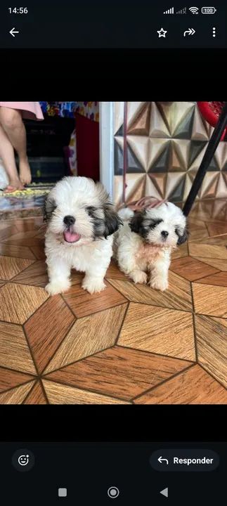 Filhotes Shih Tzu à venda - Foto 2