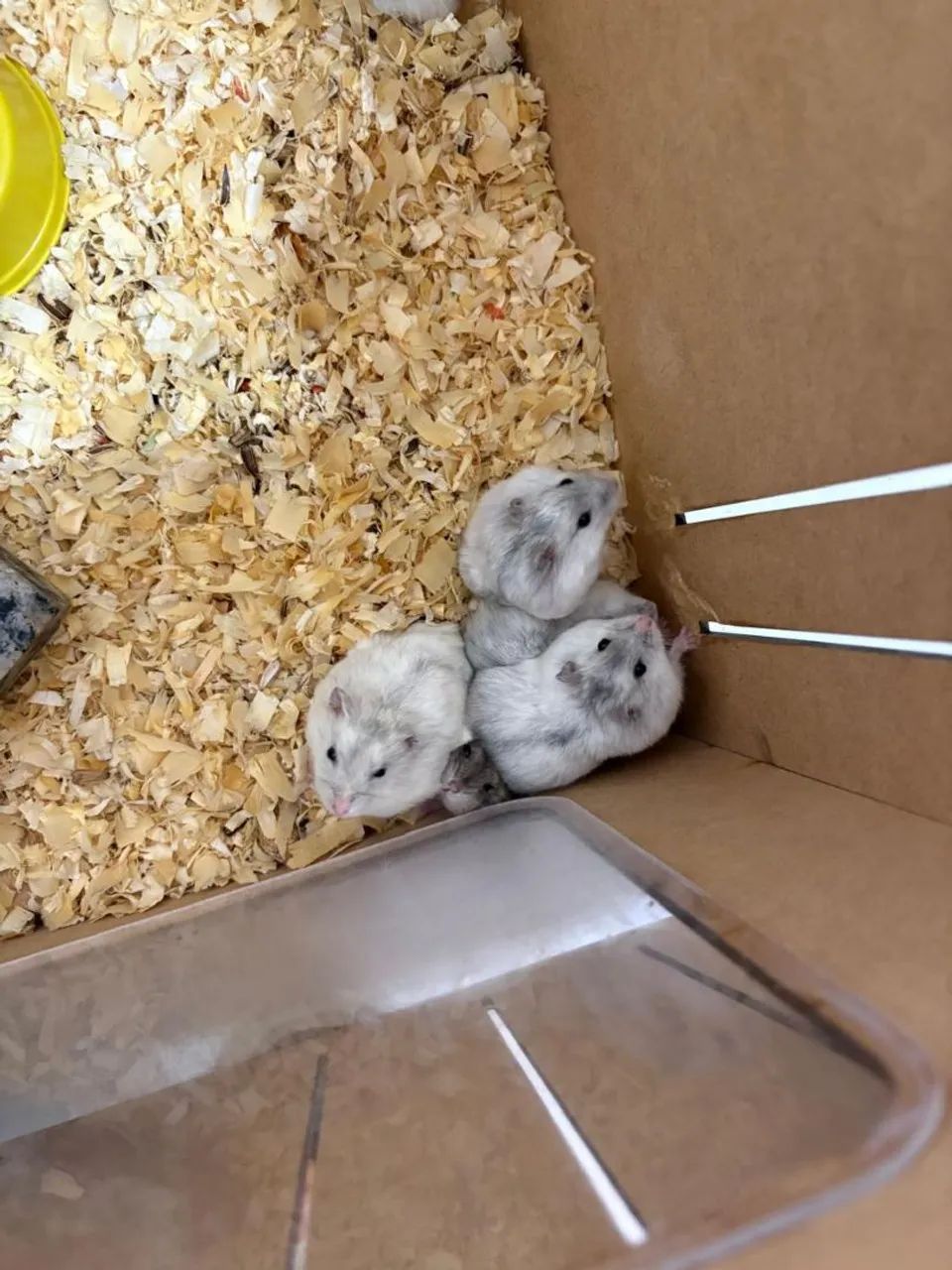 Doação hamster anão russo64650777755905124