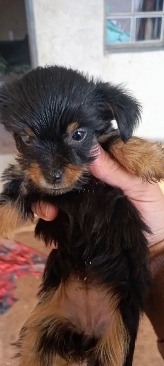 Filhote de Yorkshire Terrier