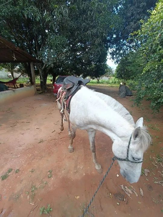 Cavalo de sela e carroça  - Foto 5