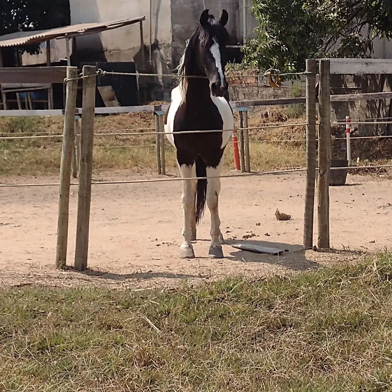 Cavalo pampa de preto, - Foto 3