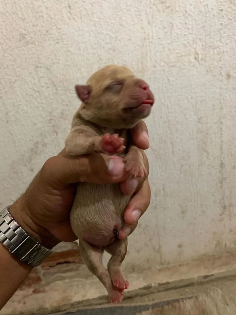 Filhote de Pitbul com American Bully l - Disponível para reserva!