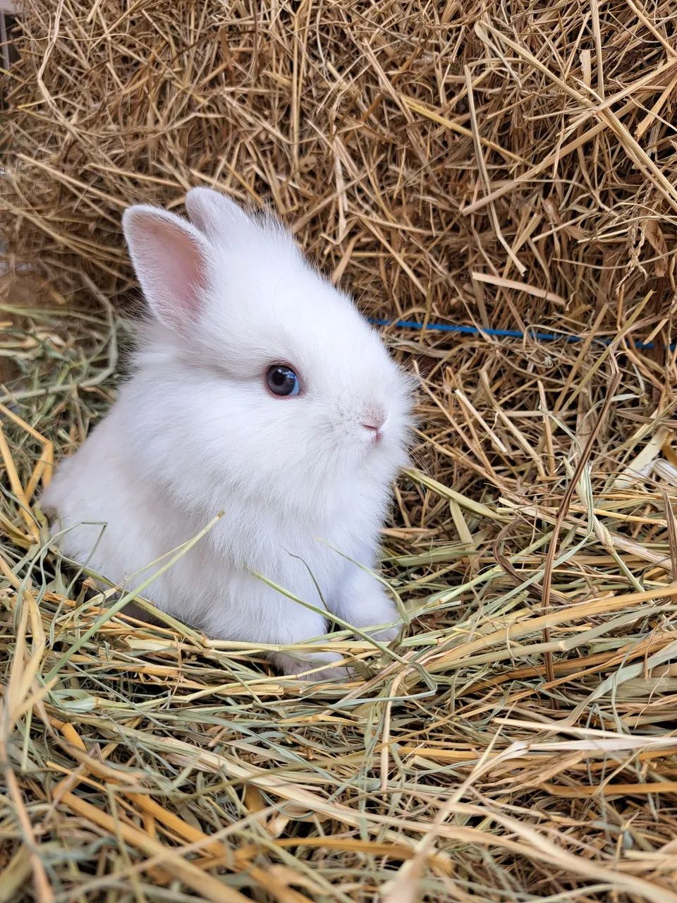 Mini lion filhotes  - Foto 6