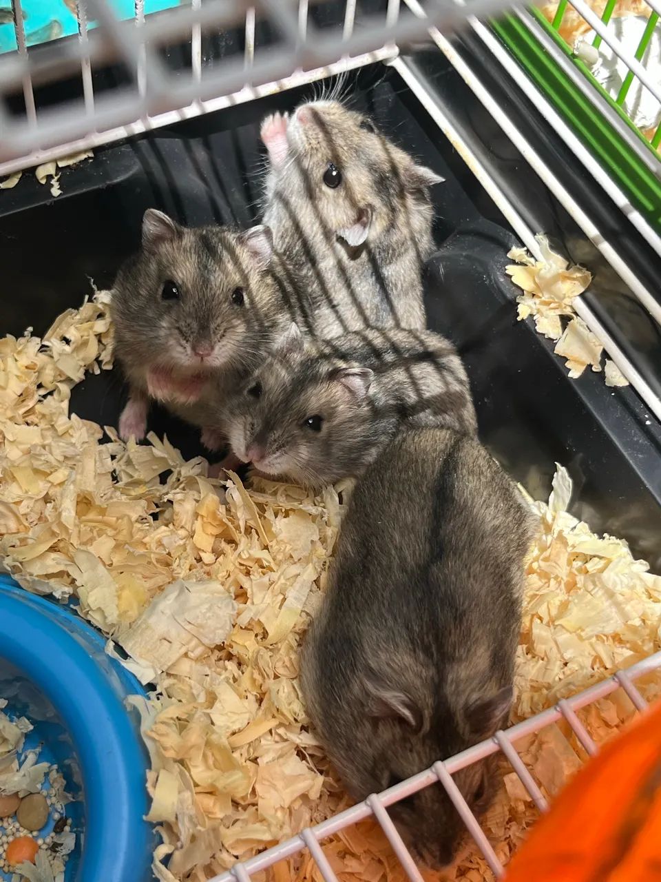 Hamster Anão Russo Filhote  - Foto 2