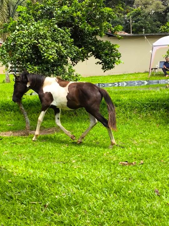Potro Pampa preto 1 ano - Foto 4