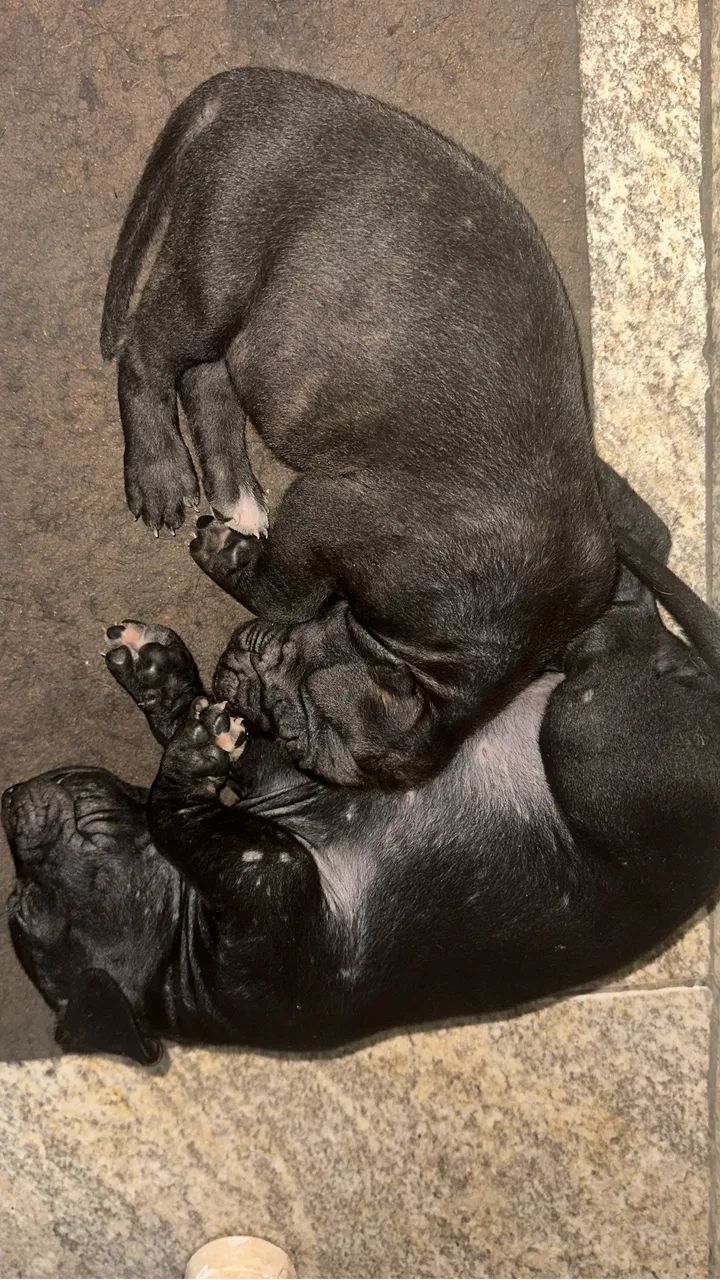 Fila Brasileiro tigrada a venda - Foto 3
