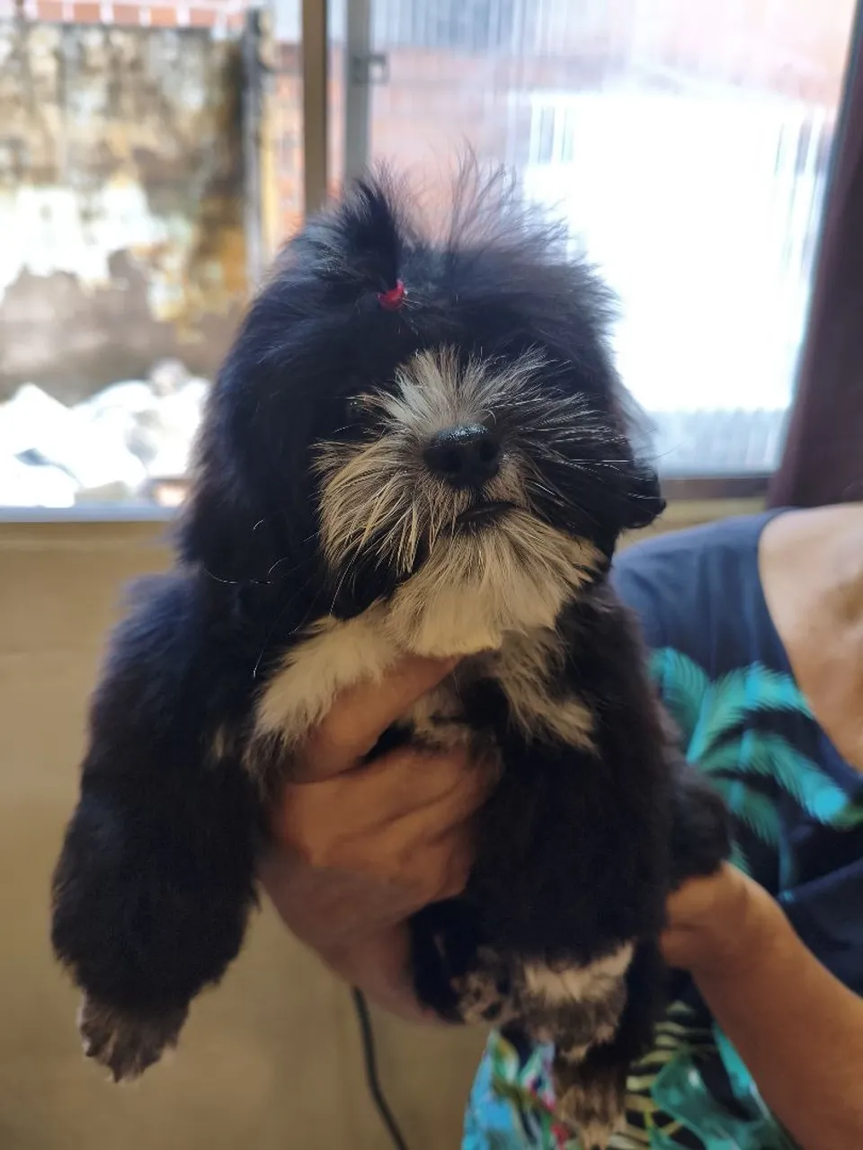 Filhote Shih Tzu Macho - Pelagem Exuberante!