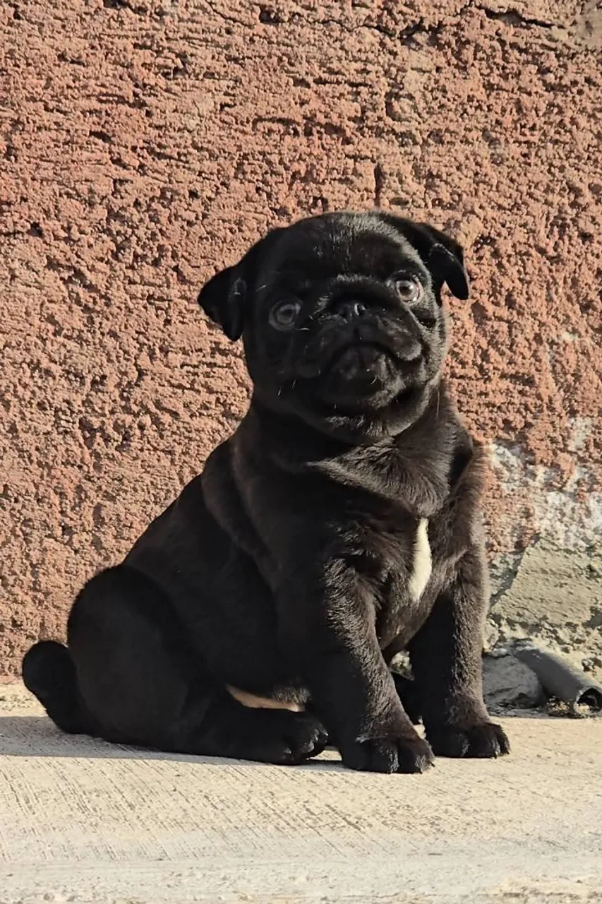 Filhote de Pug Preto -