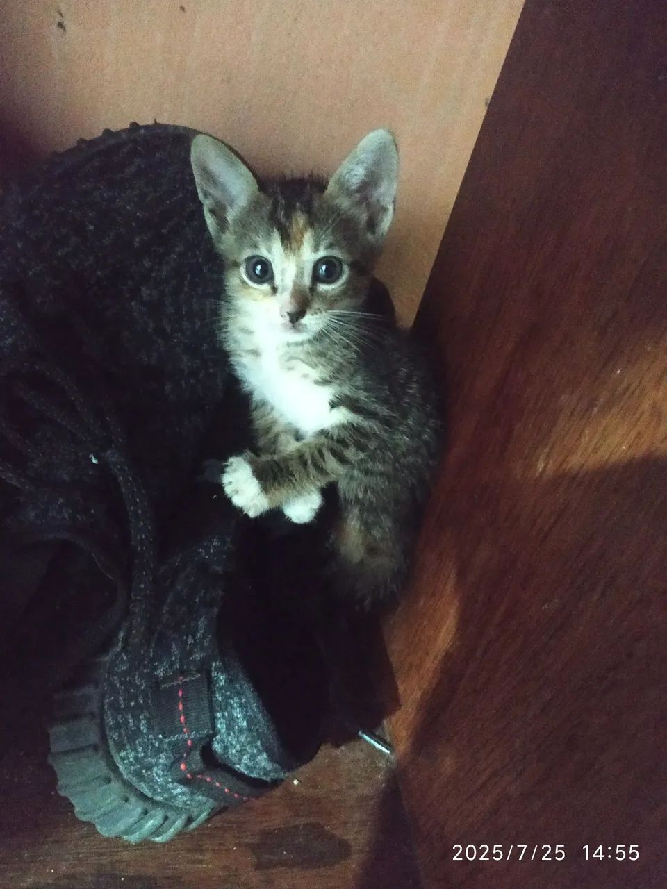 Gatinha filhote para adoção