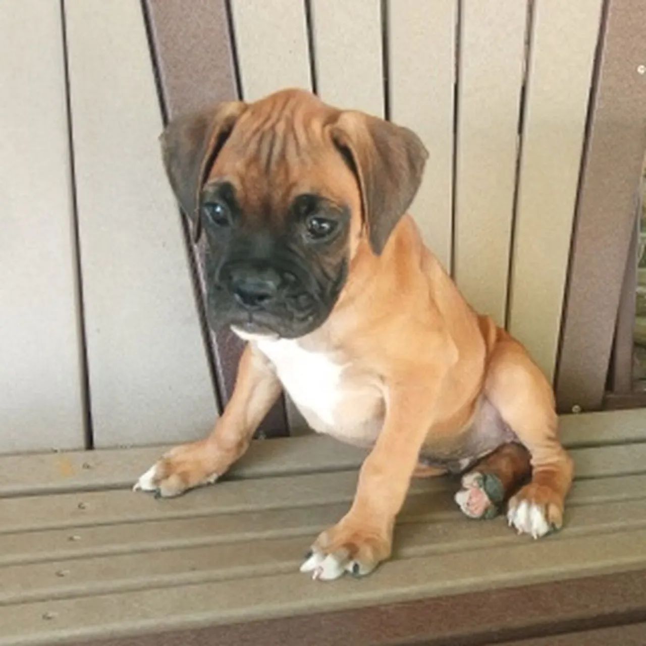 Boxer | Entrega rápida e confiável! 
