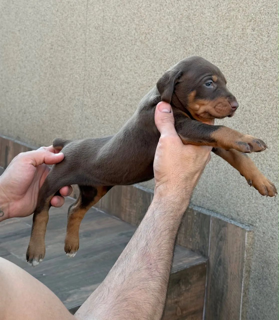Filhotes de Doberman - Foto 2