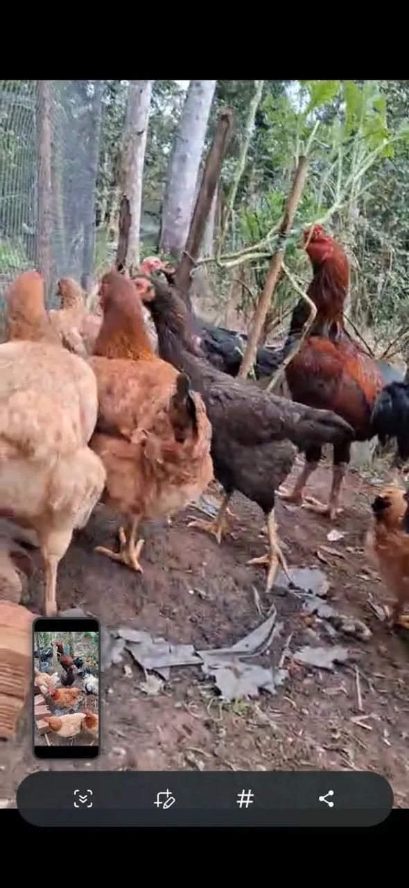 Galinhas Caipira - Foto 4