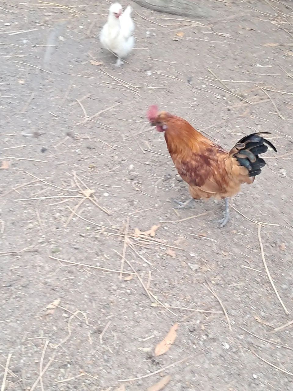 Garnizé macho - Foto 4