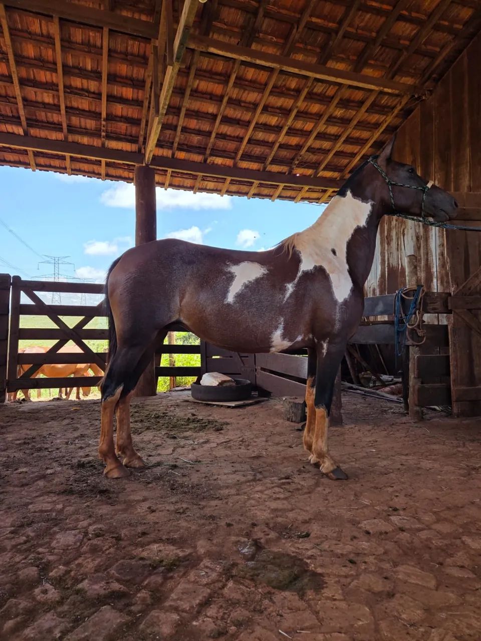 CAVALO MANGALARGA  - Foto 2