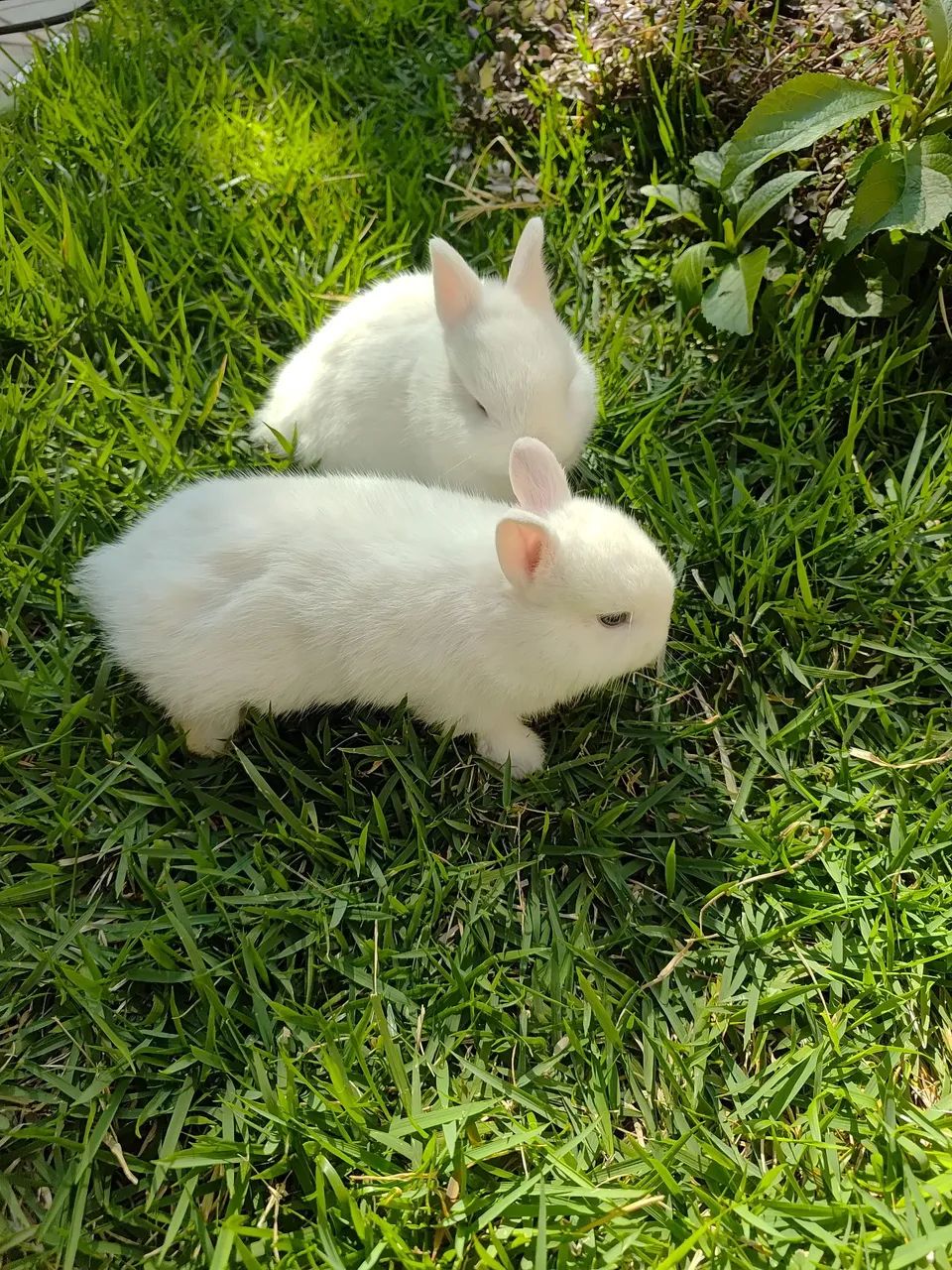 Mini coelho - Foto 2