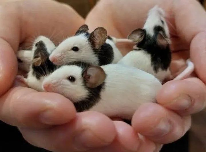 Topolinos puros  - Foto 3
