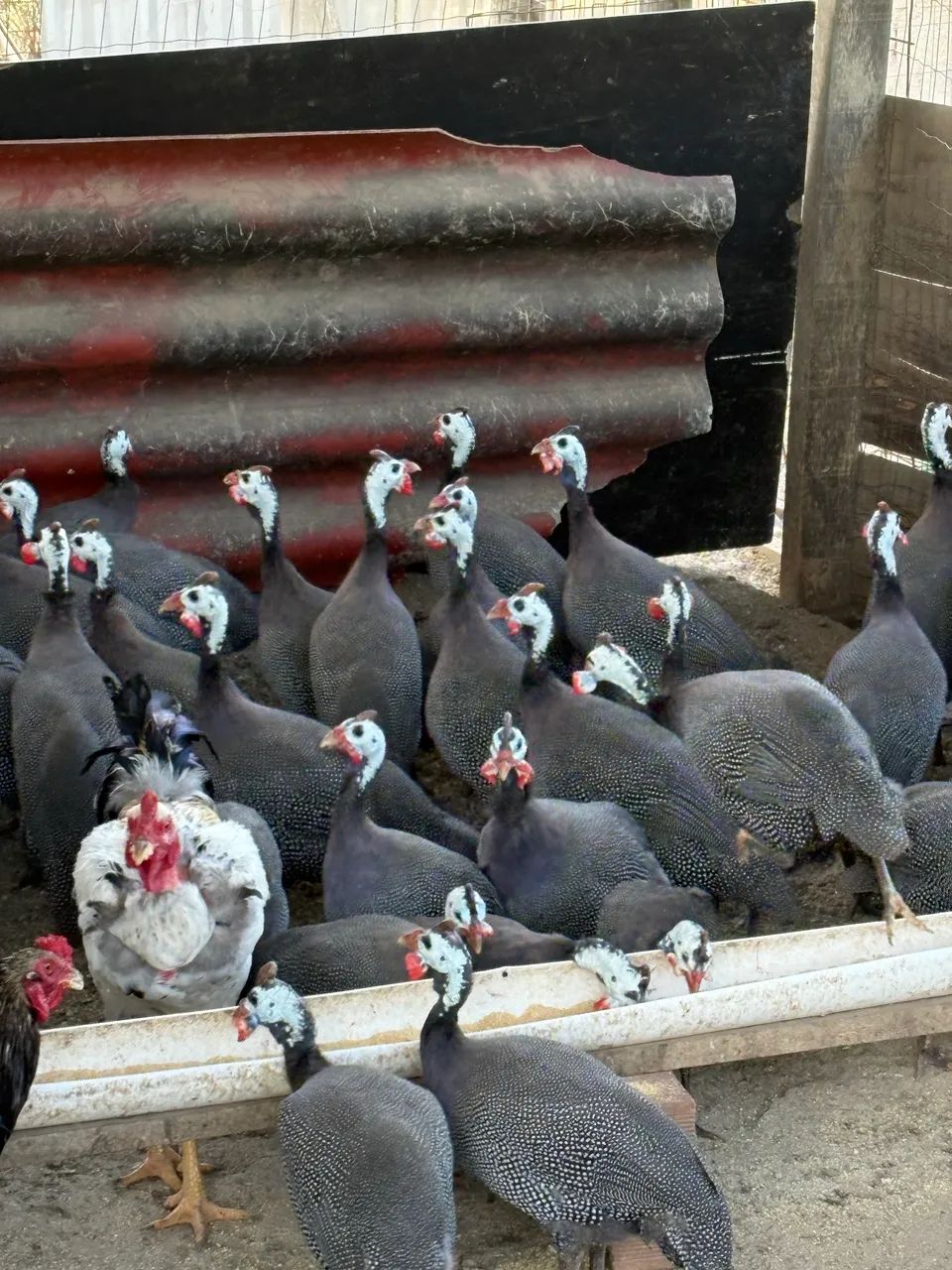 Galinhas da Angola 