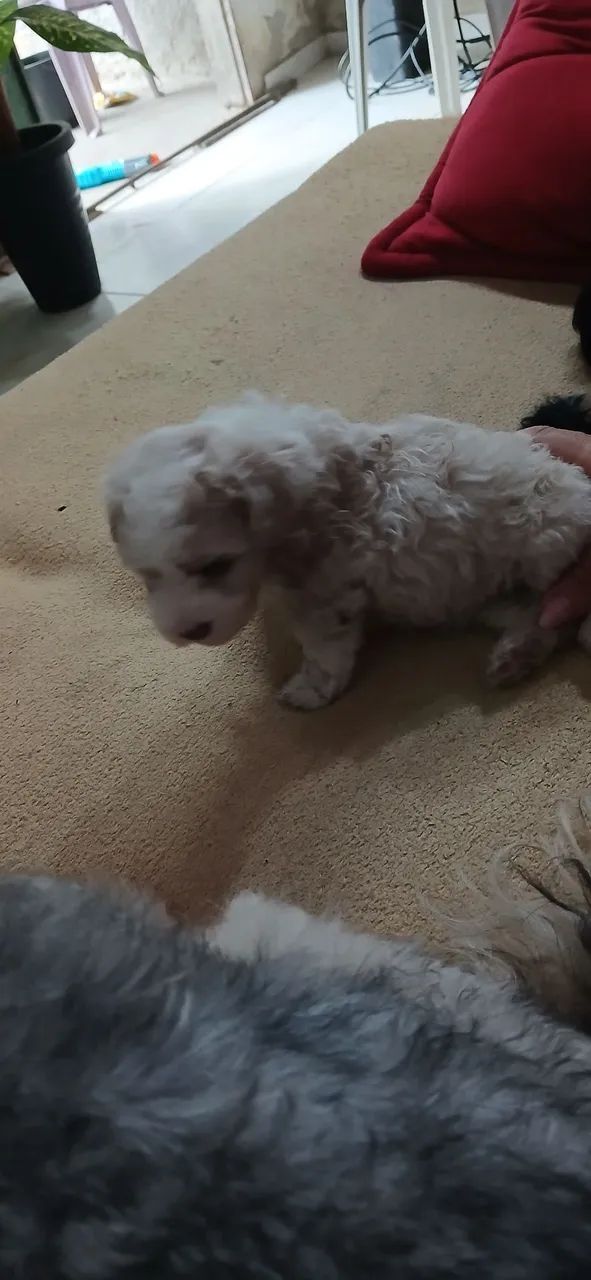 Cachorro buldo