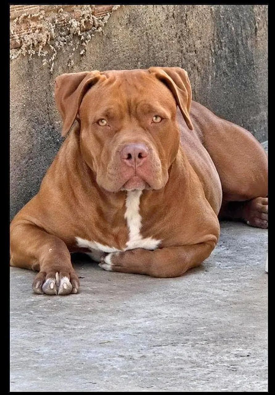 Animais  - Foto 3