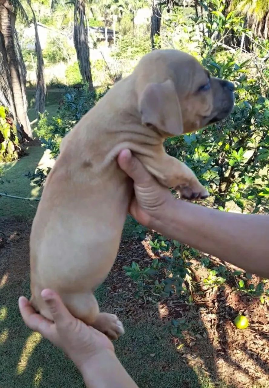 Pit Monster. 