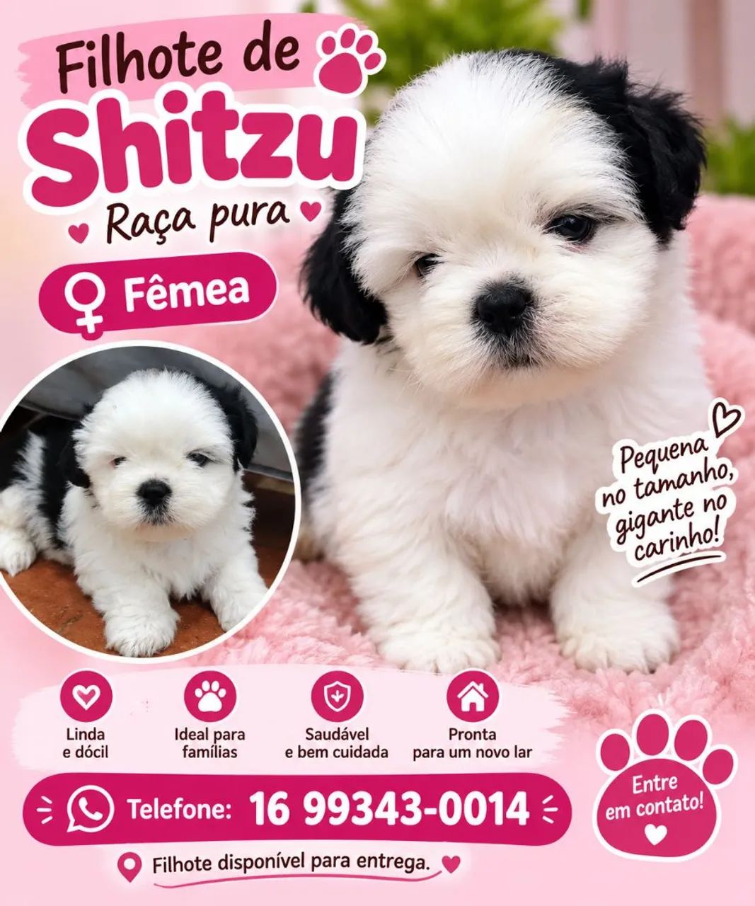 Shitzu 