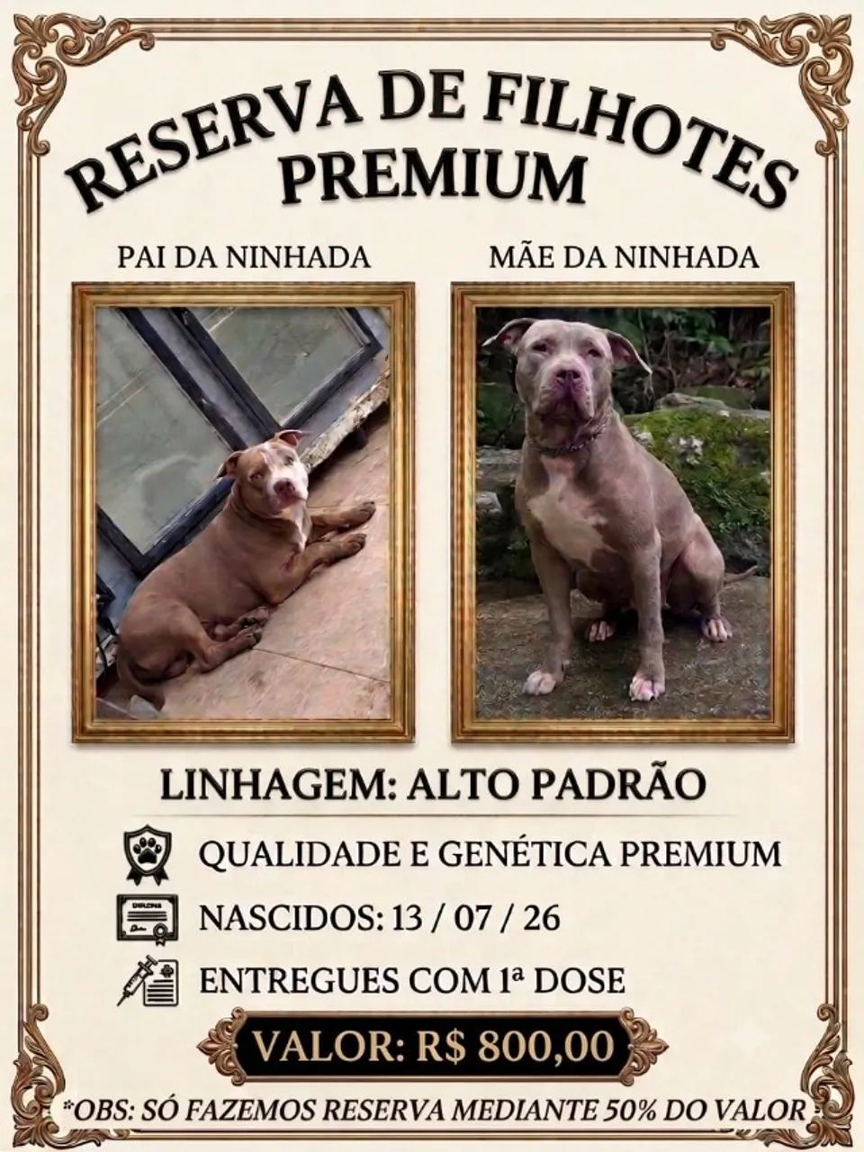 Cachorro pitbull