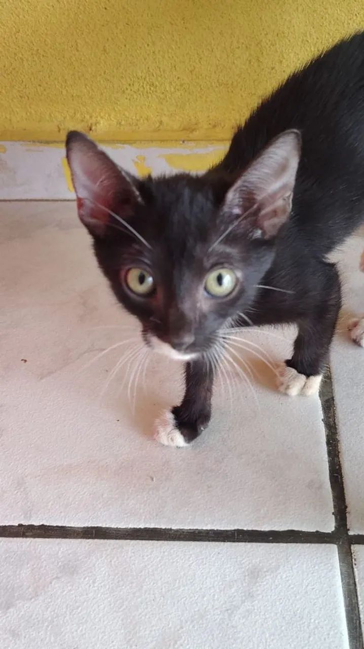 Doa-se gatinhos - Foto 3
