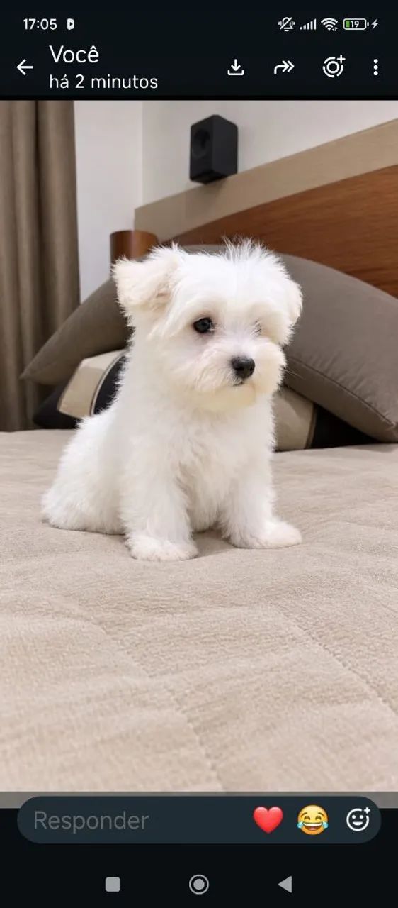 Maltês macho mini lindos  - Foto 4