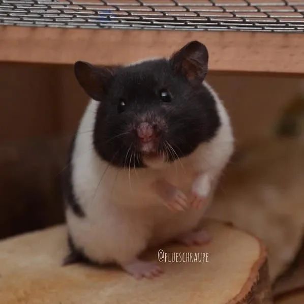 Hamster-sírio - Foto 3