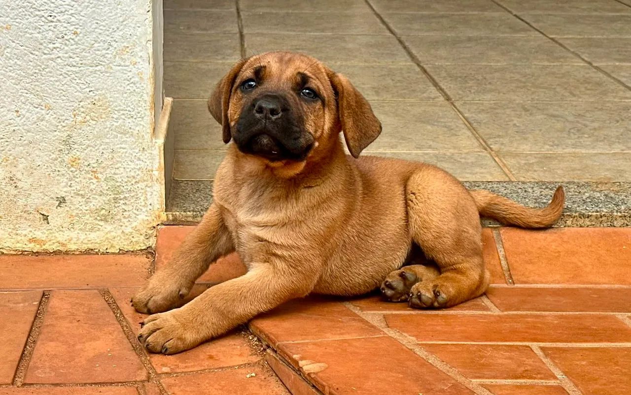 Filhote de cane corso  - Foto 4