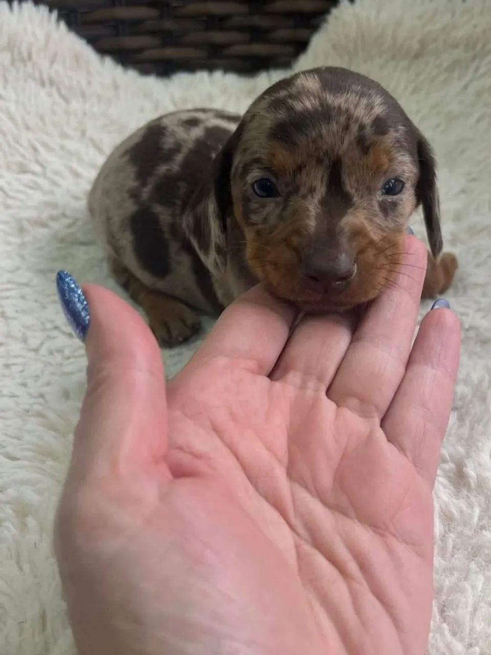 Dachshunds  - Foto 2