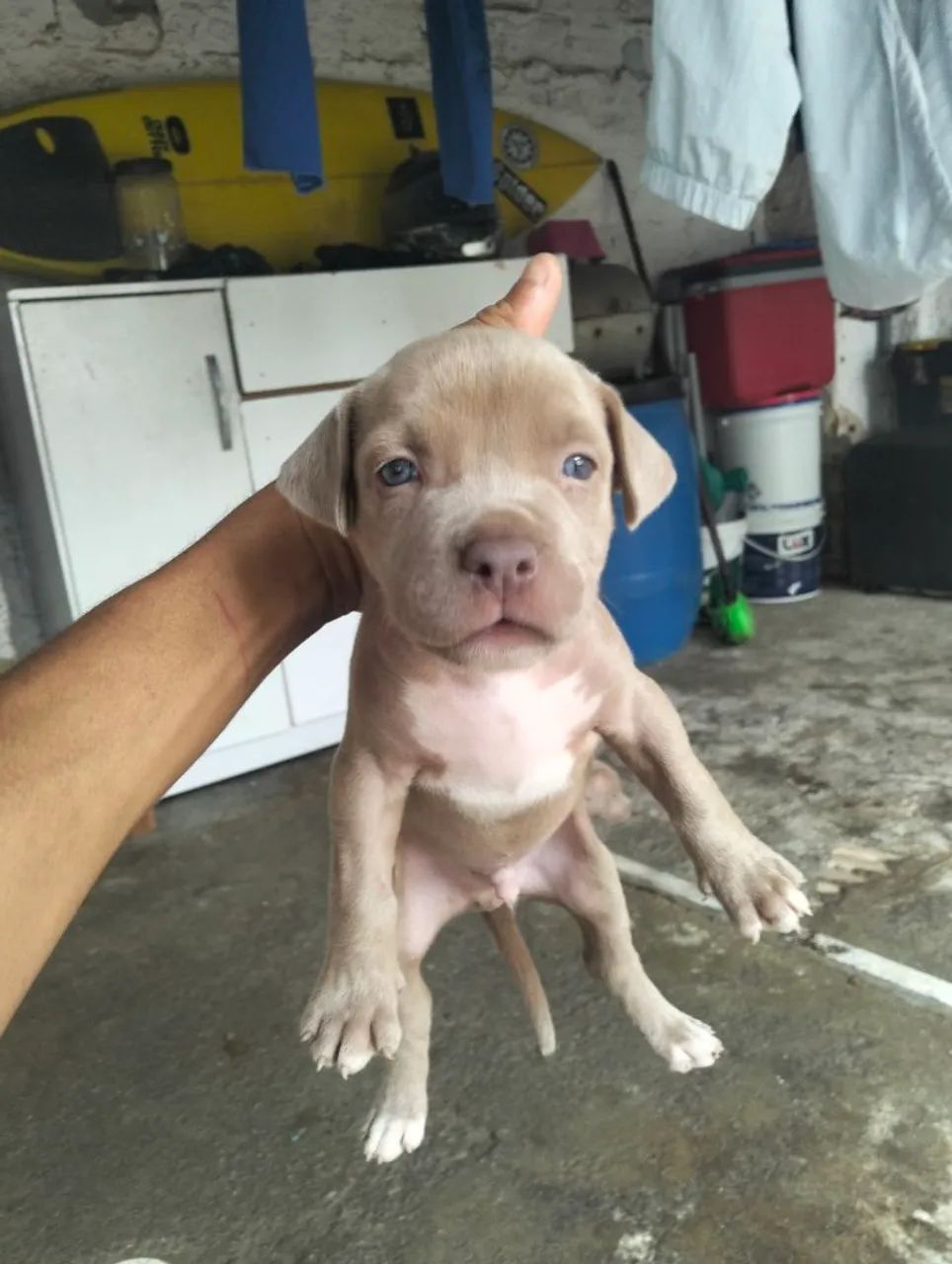American Bully  - Foto 5