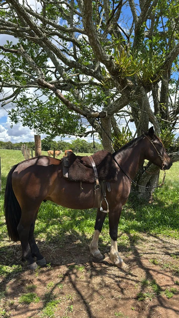 Cavalo crioulo de laço - Foto 2
