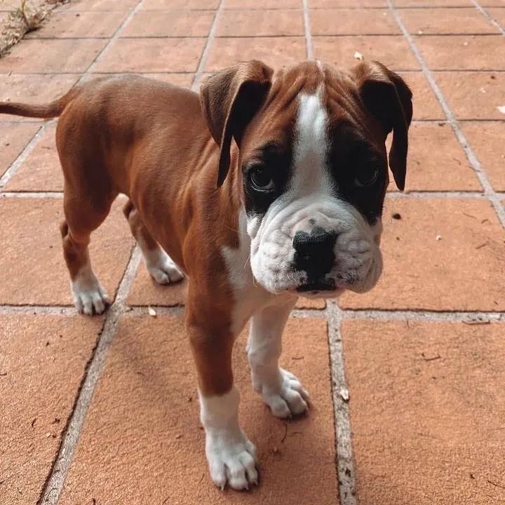 Boxer  - Foto 2