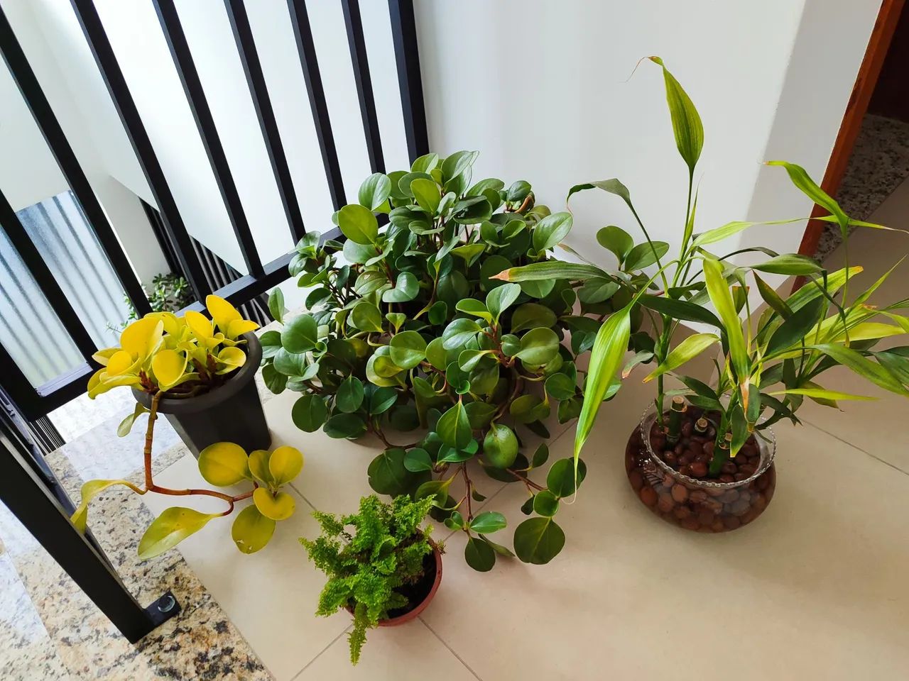 Lote de plantas 