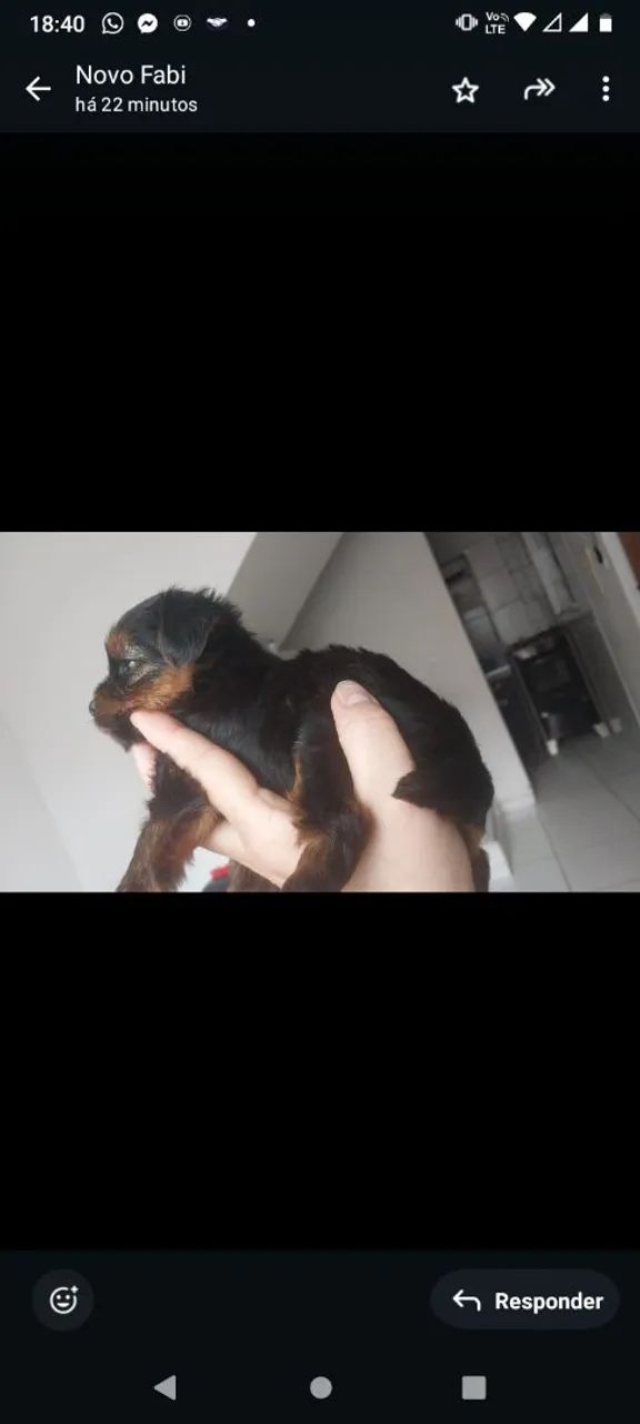 Filhote de yorkshire  - Foto 2