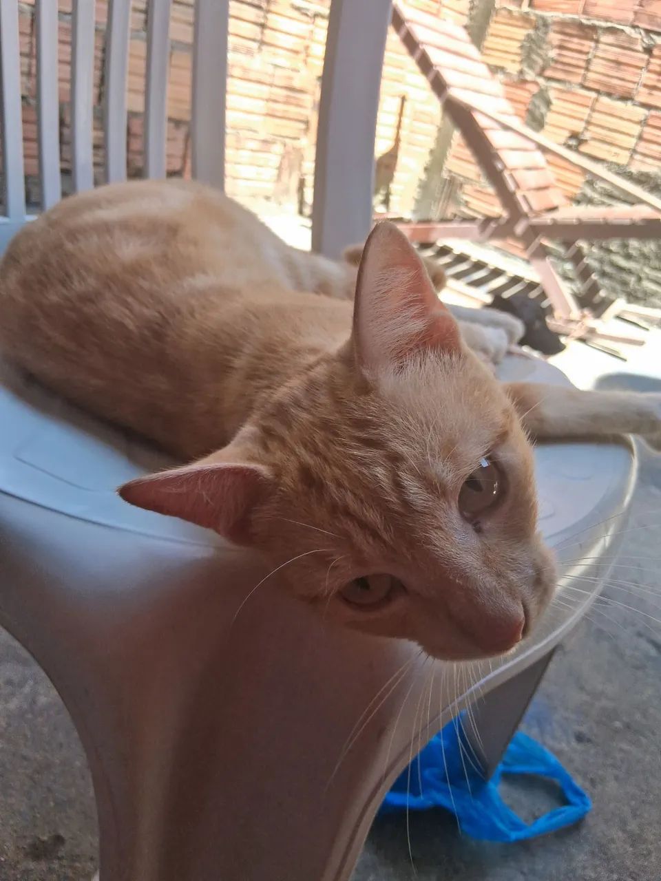Adoção 
