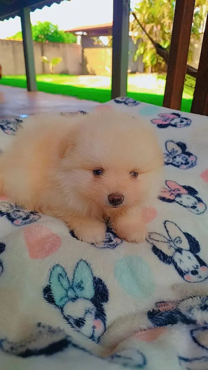 Spitz alemão  Macho - Foto 3