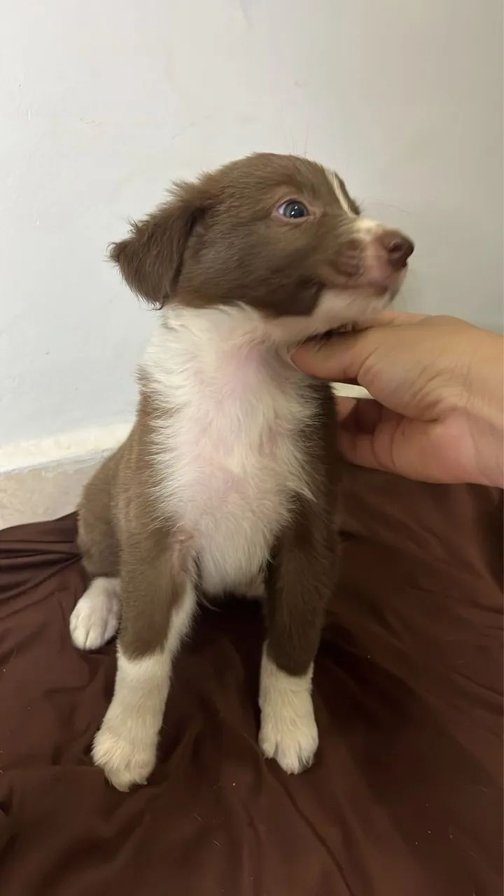 Border collie marrom - Foto 3